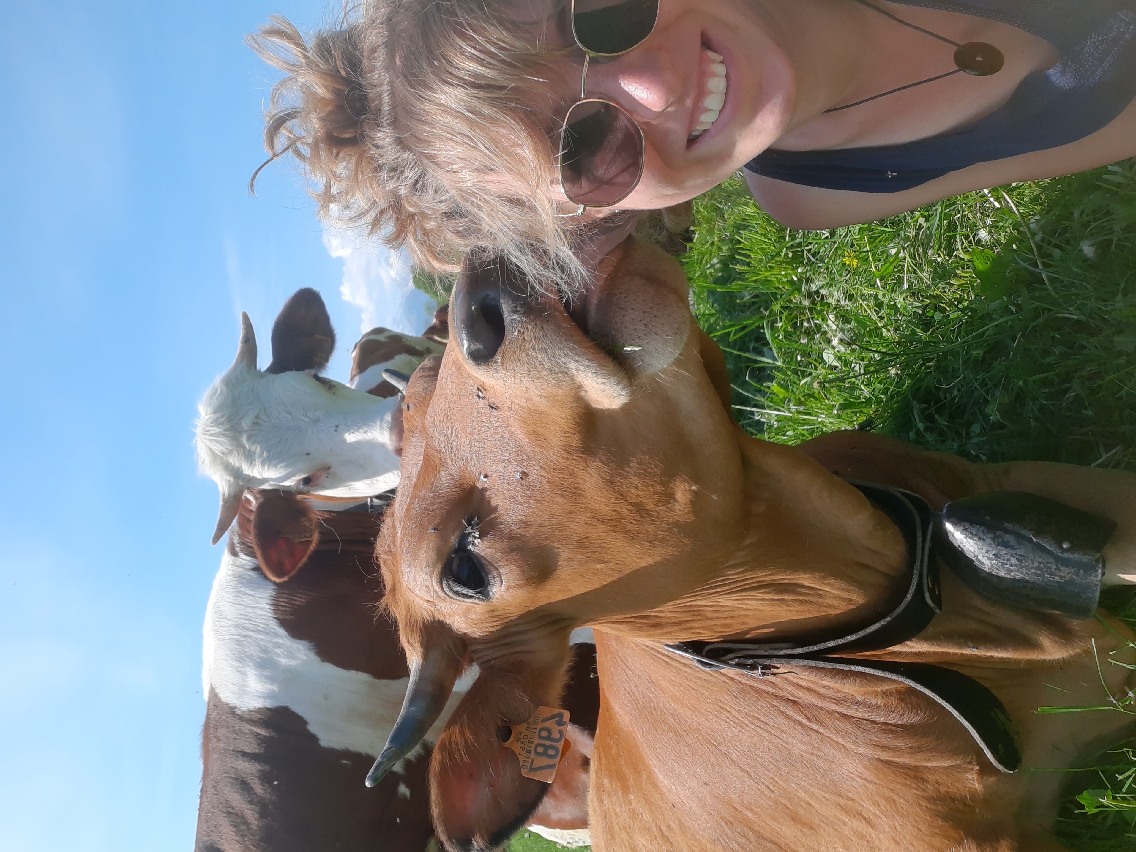 Troupeau GAEC Normand